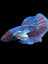 Load image into Gallery viewer, GIANT Male Halfmoon Plakat - Dumbo #1775 - Live Betta Fish
