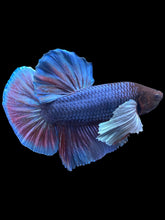 Load image into Gallery viewer, GIANT Male Halfmoon Plakat - Dumbo #1775 - Live Betta Fish
