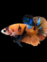 Load image into Gallery viewer, Male Halfmoon Plakat - Galaxy #1776 - Live Betta Fish
