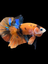 Load image into Gallery viewer, Male Halfmoon Plakat - Galaxy #1776 - Live Betta Fish
