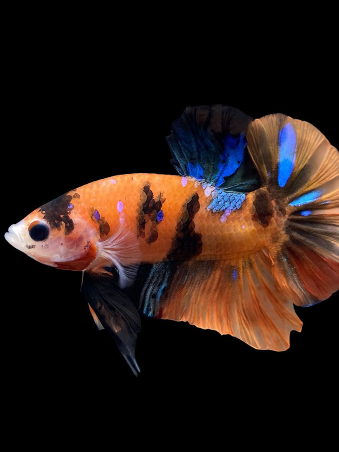 Male Halfmoon Plakat - Galaxy #1776 - Live Betta Fish