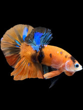 Load image into Gallery viewer, Male Halfmoon Plakat - Galaxy #1776 - Live Betta Fish
