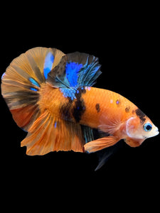Male Halfmoon Plakat - Galaxy #1776 - Live Betta Fish