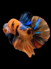 Load image into Gallery viewer, Male Halfmoon Plakat - Galaxy #1776 - Live Betta Fish
