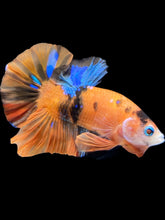 Load image into Gallery viewer, Male Halfmoon Plakat - Galaxy #1776 - Live Betta Fish
