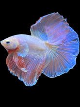 Load image into Gallery viewer, Male Halfmoon - Pastel Pink #1777 - Live Betta Fish
