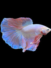Load image into Gallery viewer, Male Halfmoon - Pastel Pink #1777 - Live Betta Fish
