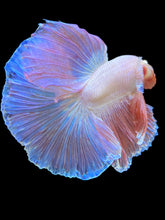 Load image into Gallery viewer, Male Halfmoon - Pastel Pink #1777 - Live Betta Fish
