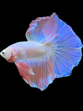 Load image into Gallery viewer, Male Halfmoon - Pastel Pink #1777 - Live Betta Fish
