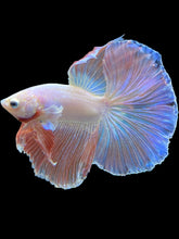 Load image into Gallery viewer, Male Halfmoon - Pastel Pink #1777 - Live Betta Fish
