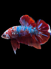 Load image into Gallery viewer, Male Halfmoon Plakat - Red Galaxy #1778 - Live Betta Fish
