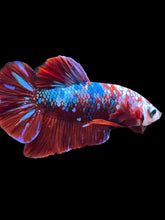 Load image into Gallery viewer, Male Halfmoon Plakat - Red Galaxy #1778 - Live Betta Fish
