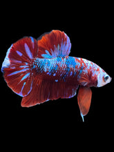 Load image into Gallery viewer, Male Halfmoon Plakat - Red Galaxy #1778 - Live Betta Fish
