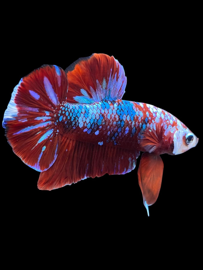 Male Halfmoon Plakat - Red Galaxy #1778 - Live Betta Fish