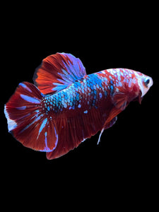 Male Halfmoon Plakat - Red Galaxy #1778 - Live Betta Fish
