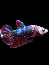 Load image into Gallery viewer, Male Halfmoon Plakat - Red Galaxy #1778 - Live Betta Fish
