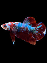 Load image into Gallery viewer, Male Halfmoon Plakat - Red Galaxy #1778 - Live Betta Fish
