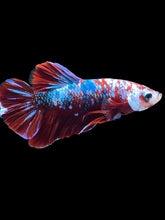 Load image into Gallery viewer, Male Halfmoon Plakat - Red Galaxy #1778 - Live Betta Fish
