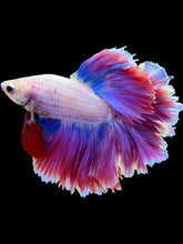 Load image into Gallery viewer, Male Rosetail - Purple #1779 - Live Betta Fish
