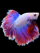 Load image into Gallery viewer, Male Rosetail - Purple #1779 - Live Betta Fish
