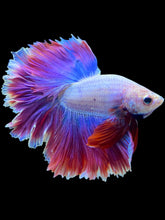 Load image into Gallery viewer, Male Rosetail - Purple #1779 - Live Betta Fish
