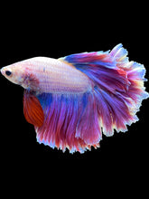 Load image into Gallery viewer, Male Rosetail - Purple #1779 - Live Betta Fish
