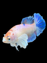 Load image into Gallery viewer, Female Halfmoon Plakat - Candy Dumbo #177 - Live Betta Fish
