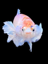 Load image into Gallery viewer, Female Halfmoon Plakat - Candy Dumbo #177 - Live Betta Fish
