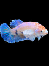 Load image into Gallery viewer, Female Halfmoon Plakat - Candy Dumbo #177 - Live Betta Fish
