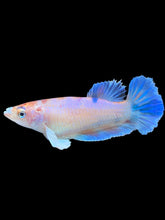 Load image into Gallery viewer, Female Halfmoon Plakat - Candy Dumbo #177 - Live Betta Fish
