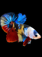 Load image into Gallery viewer, Male Halfmoon Plakat - Multicolor #1780 - Live Betta Fish
