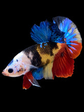 Load image into Gallery viewer, Male Halfmoon Plakat - Multicolor #1780 - Live Betta Fish
