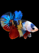 Load image into Gallery viewer, Male Halfmoon Plakat - Multicolor #1780 - Live Betta Fish

