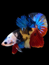 Load image into Gallery viewer, Male Halfmoon Plakat - Multicolor #1780 - Live Betta Fish
