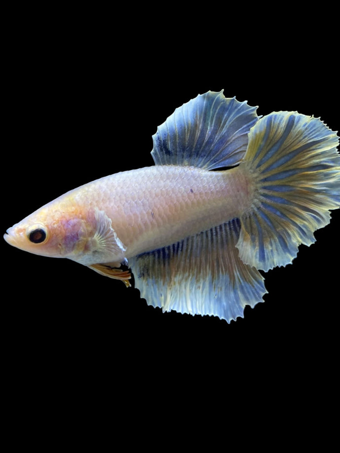 TOP GRADE Female Rosetail - Pastel #1781 - Live Betta Fish