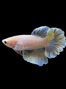 TOP GRADE Female Rosetail - Pastel #1781 - Live Betta Fish