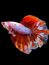 Load image into Gallery viewer, Male Rosetail - Galaxy #1782 - Live Betta Fish
