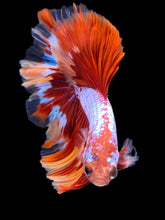 Load image into Gallery viewer, Male Rosetail - Galaxy #1782 - Live Betta Fish
