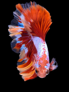 Male Rosetail - Galaxy #1782 - Live Betta Fish