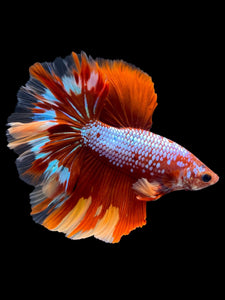 Male Rosetail - Galaxy #1782 - Live Betta Fish