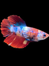 Load image into Gallery viewer, TOP GRADE Female Halfmoon - Galaxy #1782 - Live Betta Fish
