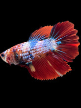 Load image into Gallery viewer, TOP GRADE Female Halfmoon - Galaxy #1782 - Live Betta Fish
