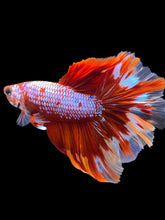 Load image into Gallery viewer, Male Rosetail - Galaxy #1782 - Live Betta Fish
