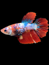 Load image into Gallery viewer, TOP GRADE Female Halfmoon - Galaxy #1782 - Live Betta Fish
