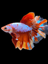Load image into Gallery viewer, Male Rosetail - Galaxy #1782 - Live Betta Fish
