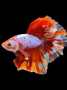 Male Rosetail - Galaxy #1782 - Live Betta Fish