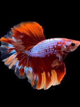 Load image into Gallery viewer, Male Rosetail - Galaxy #1782 - Live Betta Fish

