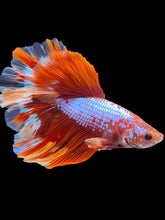 Load image into Gallery viewer, Male Rosetail - Galaxy #1782 - Live Betta Fish
