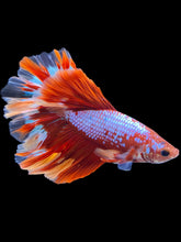 Load image into Gallery viewer, Male Rosetail - Galaxy #1782 - Live Betta Fish

