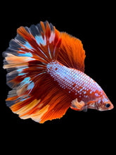 Load image into Gallery viewer, Male Rosetail - Galaxy #1782 - Live Betta Fish
